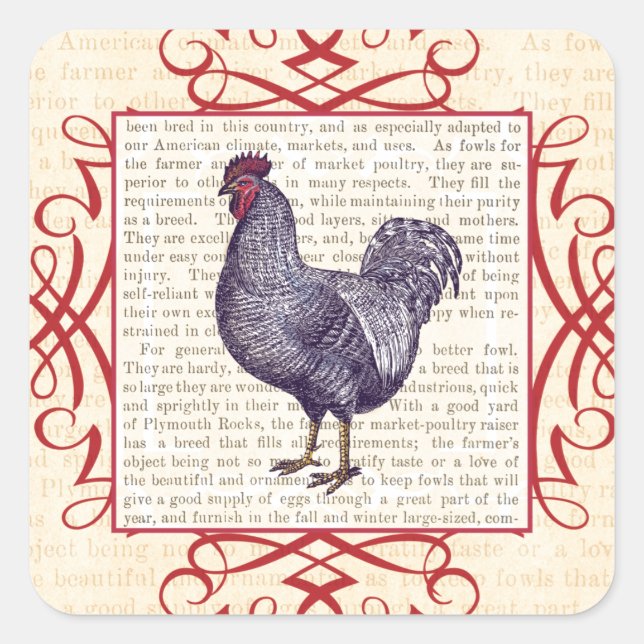 Plymouth Rock Vintag Poultry Farm Quadratischer Aufkleber (Vorderseite)