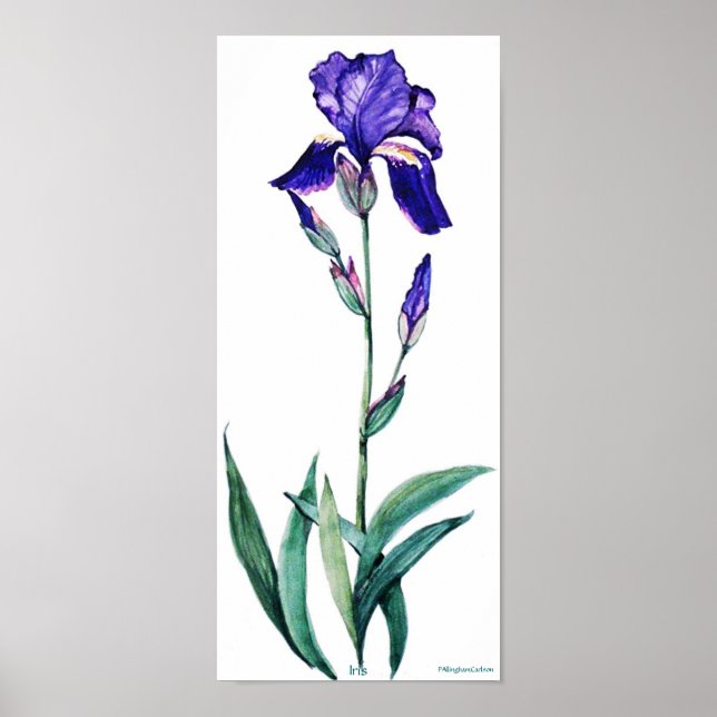 PMACarlson Elegant Iris Poster (Vorne)