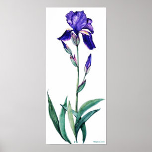 PMACarlson elegantes Iris-Plakat Poster