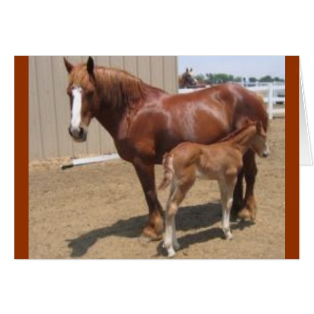 PMU mare & foal (Vorderseite (Horizontal))