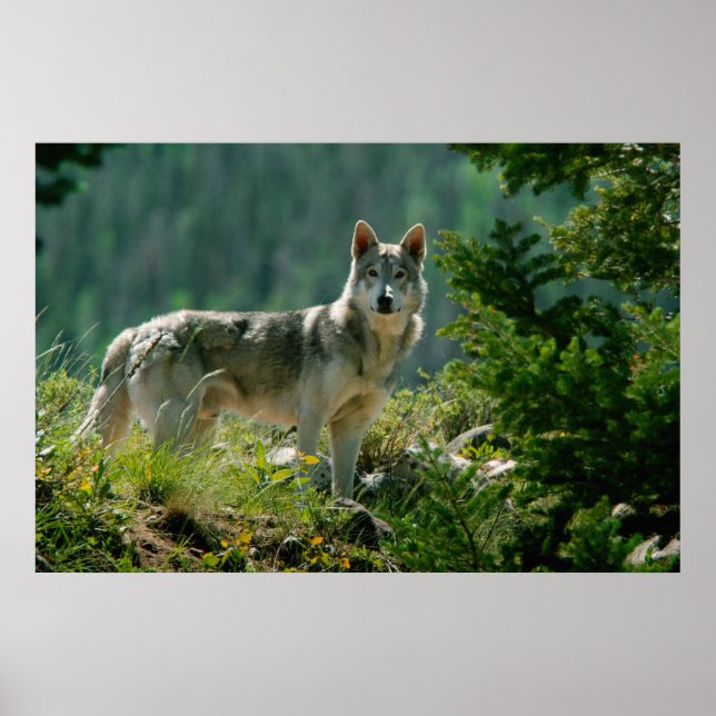 Poaster Poster (Vorne)