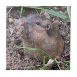 Pocket Gopher Fliese