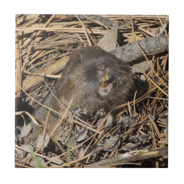Pocket Gopher Fliese (Vorderseite)