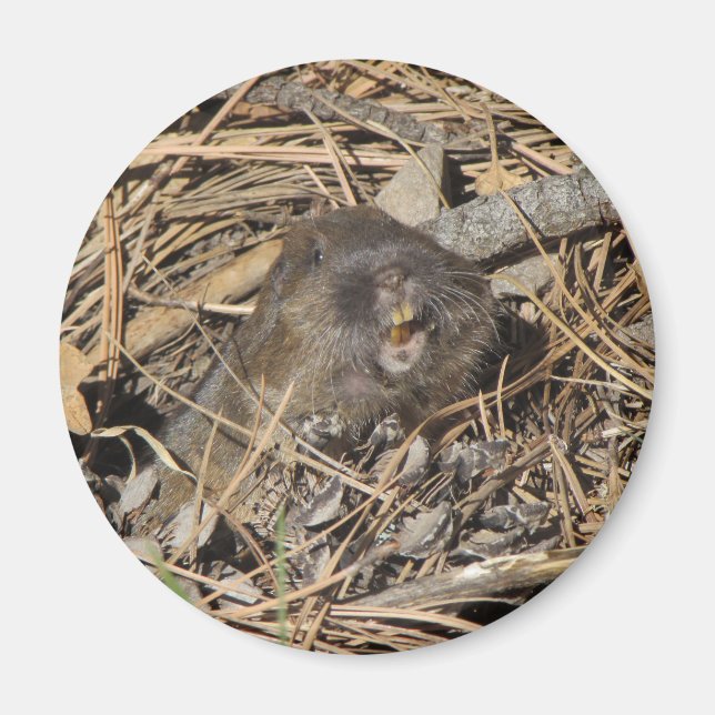 Pocket Gopher Magnet (Vorne)