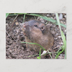 Pocket Gopher Postkarte