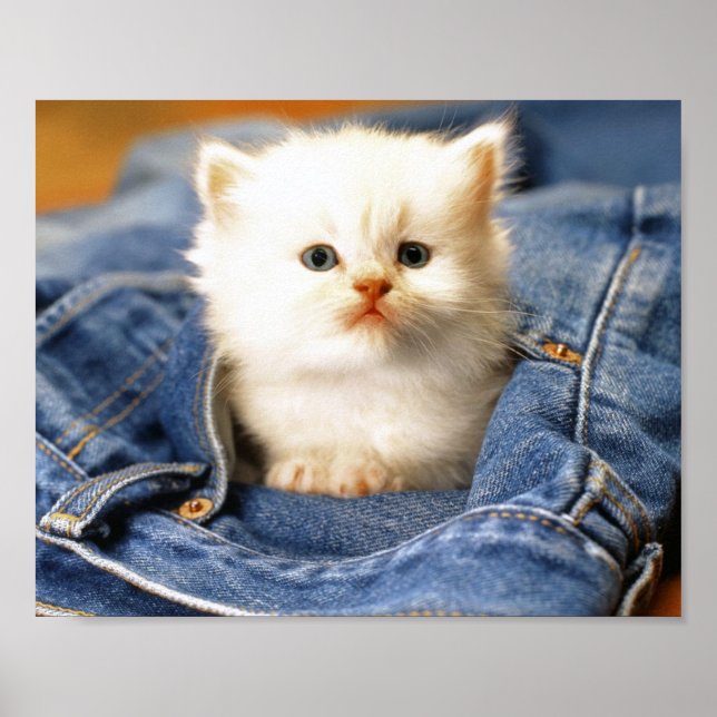 Pocket Kitten Poster (Vorne)