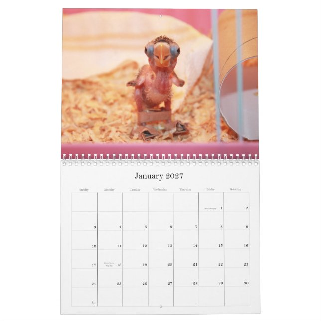 Pocky der niedlichste Lovebird Kalender (Jan 2027)