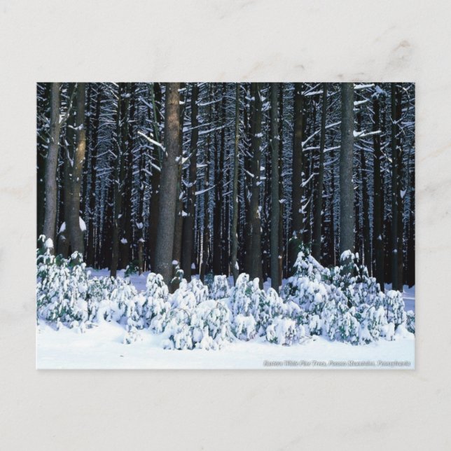 Pocono-Berge. Pennsylvania Postkarte (Vorderseite)