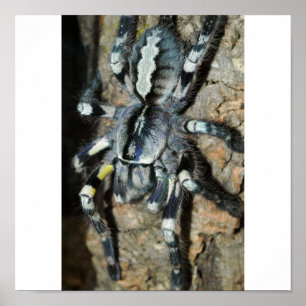 Poecilotheria regalis in der vollen Ansicht Poster