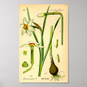 Poet's Daffodil (Narcissus poeticus) Print Poster