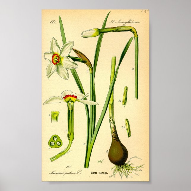 Poet's Daffodil (Narcissus poeticus) Print Poster (Vorne)