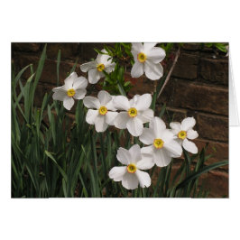 Poet's Narcissus (N. 'Actea')