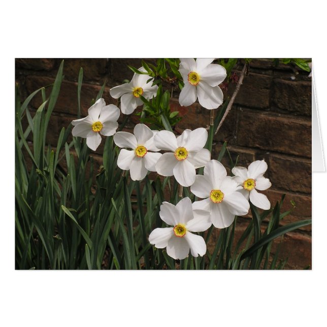 Poet's Narcissus (N. 'Actea') (Vorderseite (Horizontal))