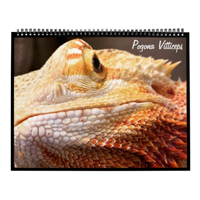 Pogona Vitticeps Bartded Dragon Calendar Kalender (Titelbild)