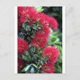 Pohutukawa-Baum in Blüte Postkarte