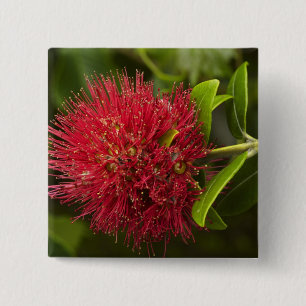 Pohutukawa-Blüte, Dunedin Button