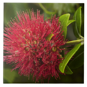 Pohutukawa-Blüte, Dunedin Fliese