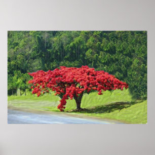 Poinciana Poster