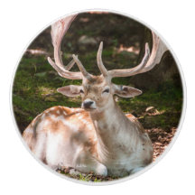 poinée von Tür Photohirsch unter den Wäldern