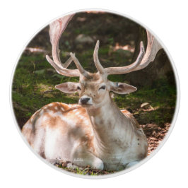 poinée von Tür Photohirsch unter den Wäldern Keramikknauf