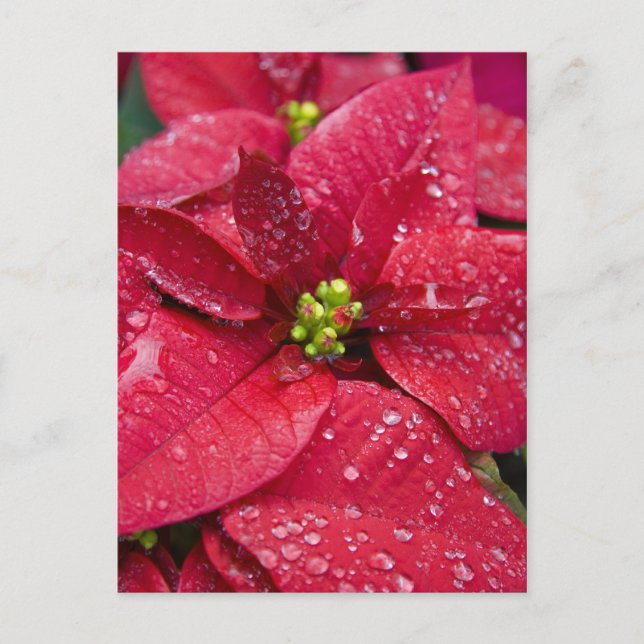 Poinsetta Closeup Postcard Postkarte (Vorderseite)