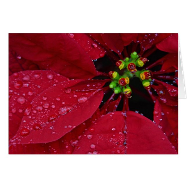 Poinsettia (Vorderseite (Horizontal))