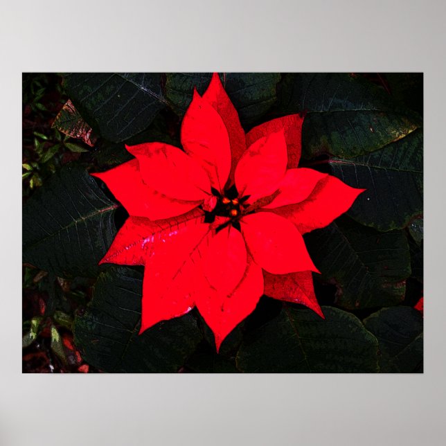 Poinsettia 6078 poster (Vorne)