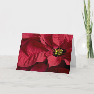 Poinsettia #8 karte