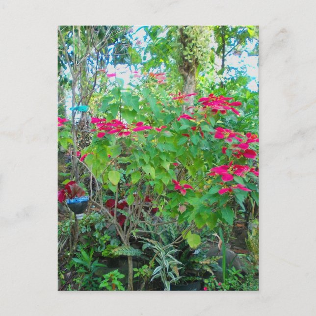 Poinsettia Backyard Postcard Postkarte (Vorderseite)