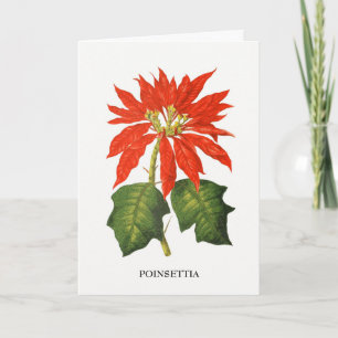 Poinsettia-Botanischer Druck Feiertagskarte