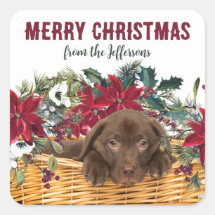 Poinsettia Chocolate Labrador Welpe Weihnachten Quadratischer Aufkleber