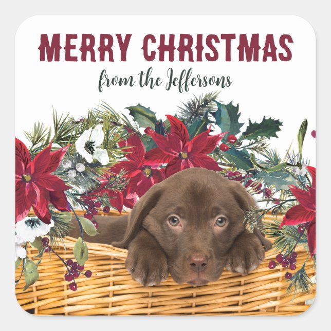 Poinsettia Chocolate Labrador Welpe Weihnachten Quadratischer Aufkleber (Vorderseite)