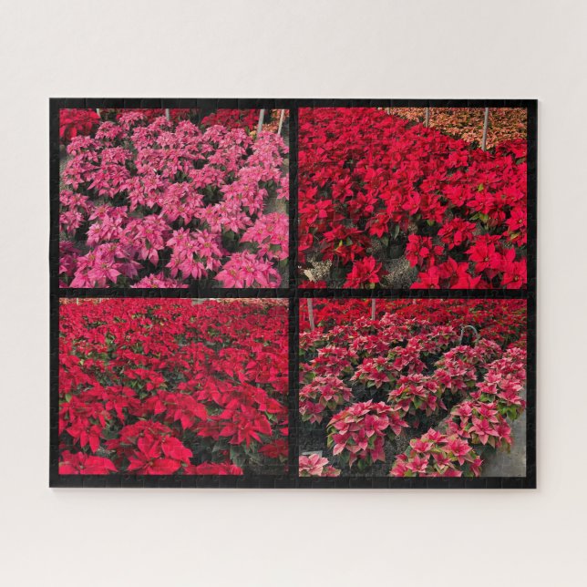 Poinsettia Christmas Greenhouse Red Pink Puzzle (Horizontal)