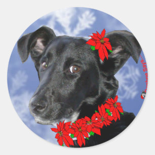 Poinsettia Daphne Runder Aufkleber