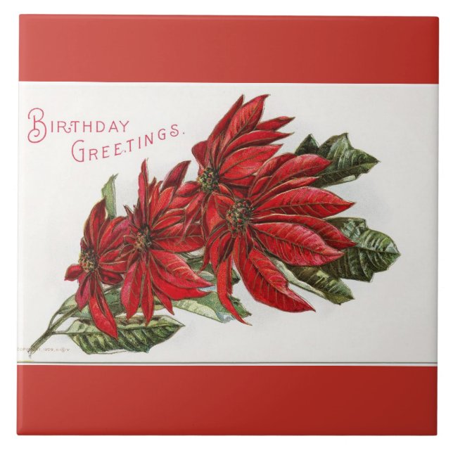 Poinsettia Dezember Geburtstag Grosser Platz Tor Fliese (Vorderseite)