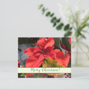 Poinsettia-Grußkarte Feiertagspostkarte