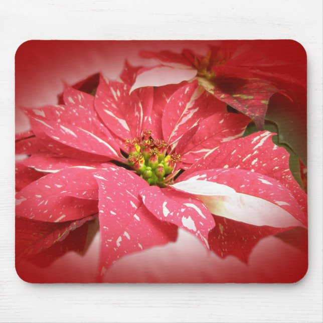 Poinsettia in Rot und Weiß Mousepad (Vorne)