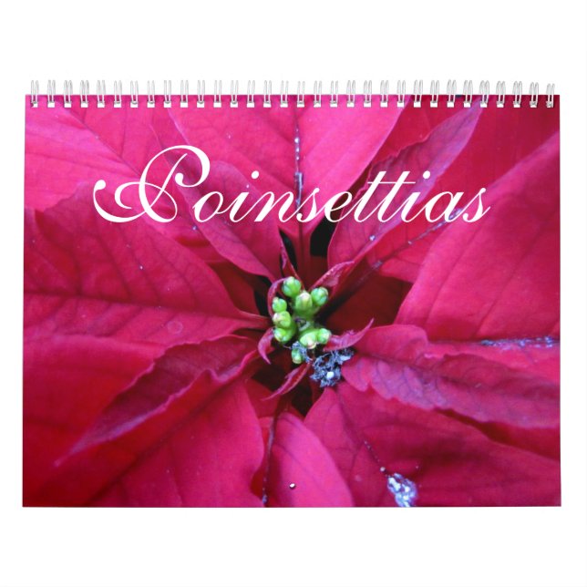 Poinsettia-Kalender Kalender (Titelbild)