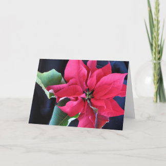 Poinsettia-Karte Feiertagskarte
