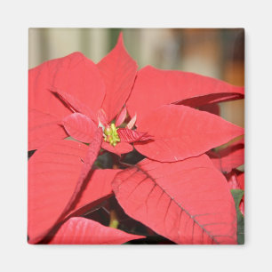 Poinsettia Magnet