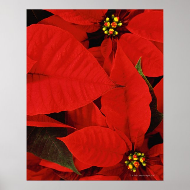 Poinsettia Nah-up Poster (Vorne)