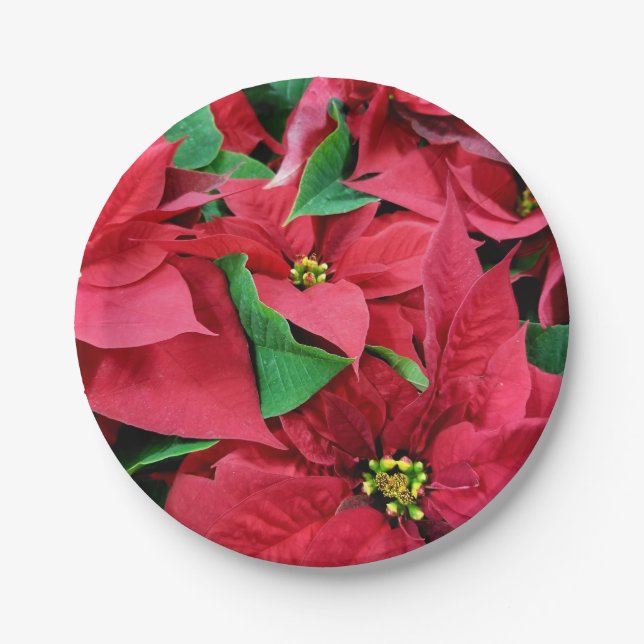 Poinsettia Pappteller (Vorderseite)
