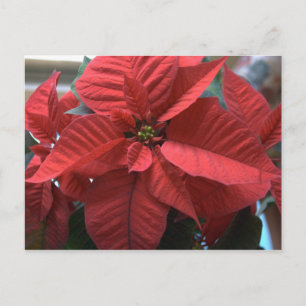 Poinsettia Postkarte