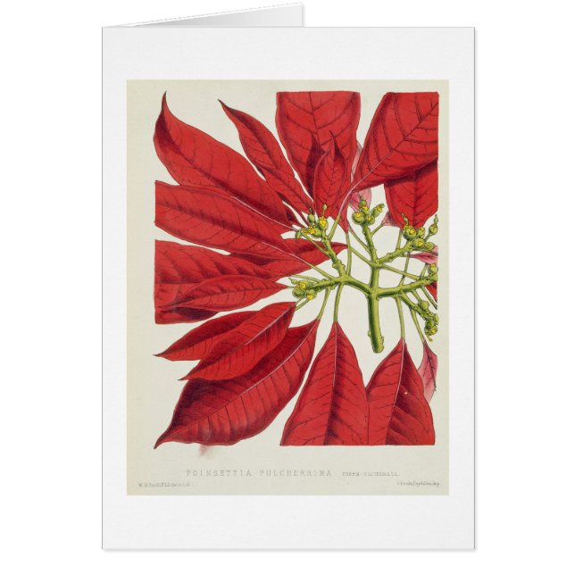 Poinsettia Pulcherrima (Farbelitho) (Vorne)