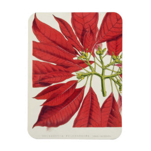 Poinsettia Pulcherrima (Farbelitho) Magnet