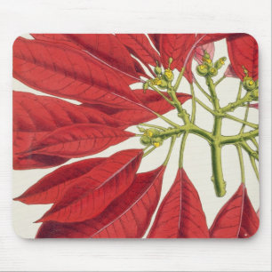 Poinsettia Pulcherrima (Farbelitho) Mousepad