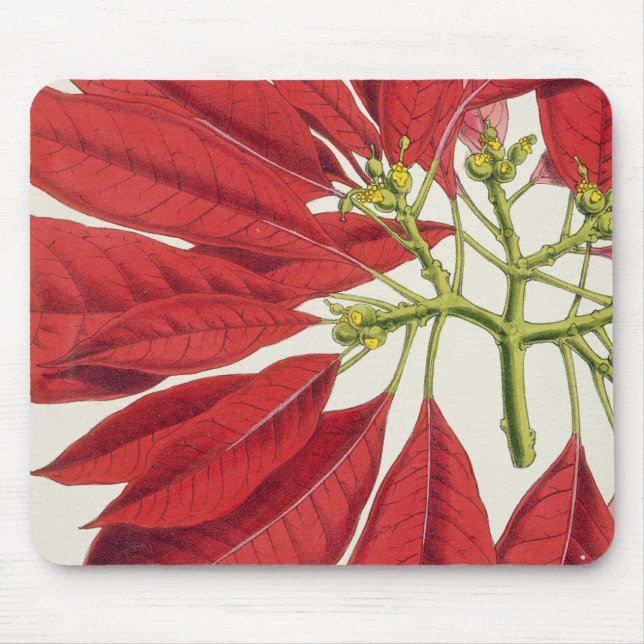 Poinsettia Pulcherrima (Farbelitho) Mousepad (Vorne)