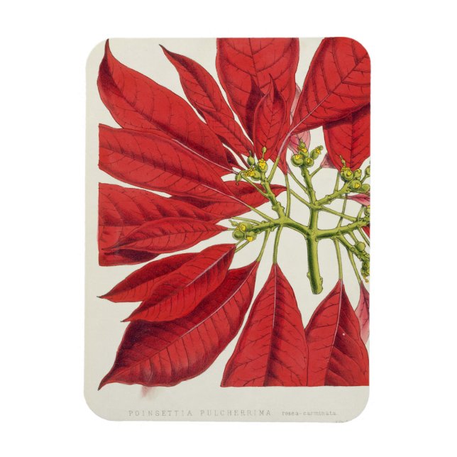 Poinsettia Pulcherrima (Farblitho) Magnet (Vertikal)
