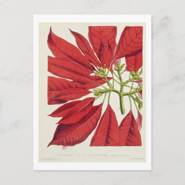 Poinsettia Pulcherrima (Farblitho) Postkarte (Vorderseite)