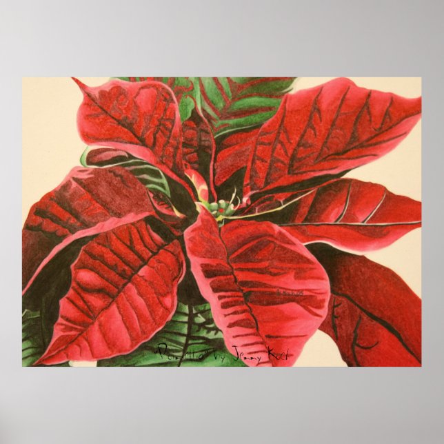 "Poinsettia" von Jenny Koch Poster (Vorne)